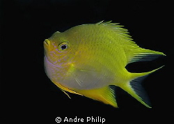 Golden Damselfish by Andre Philip 